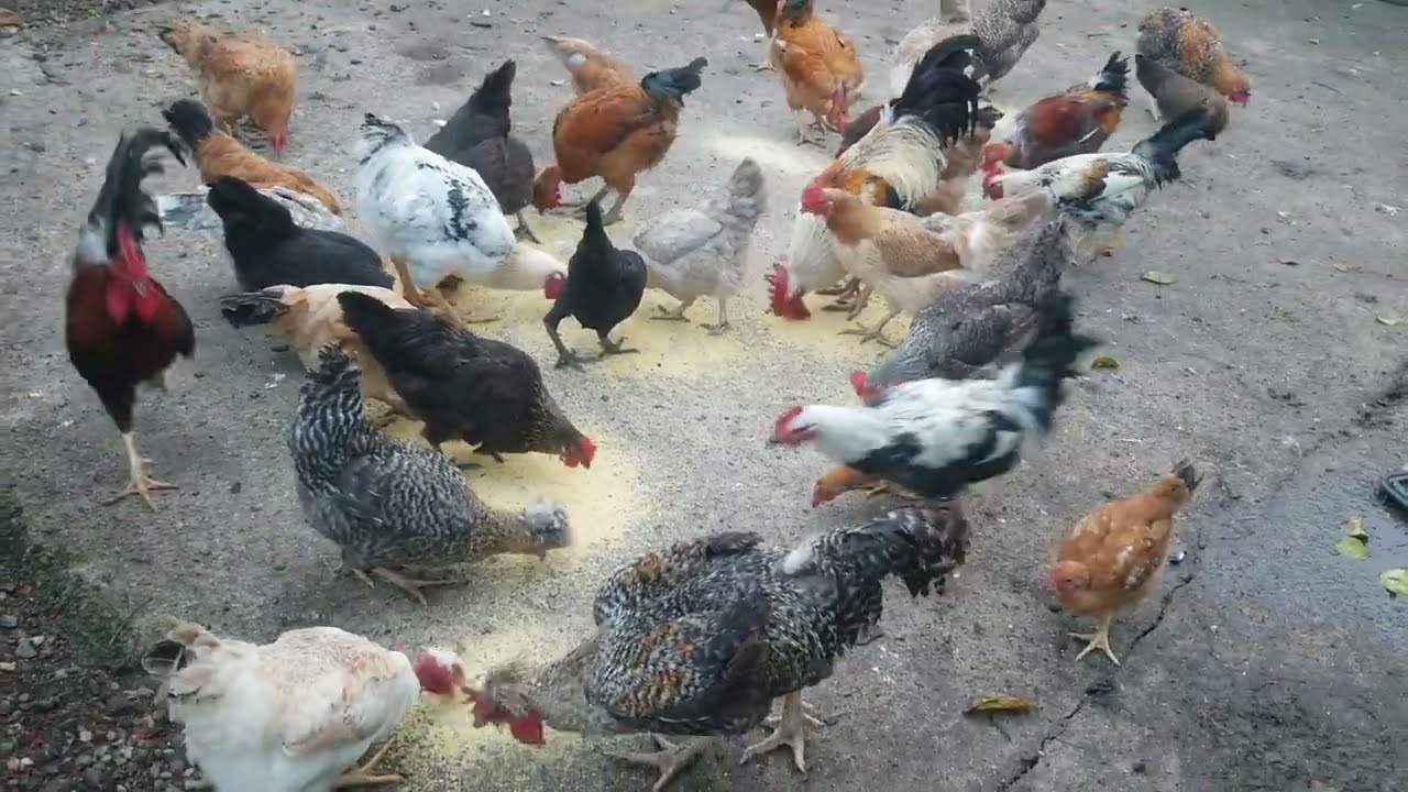  pollos fuertes y sano#animals #pollos #granjafeliz .🐓🐓