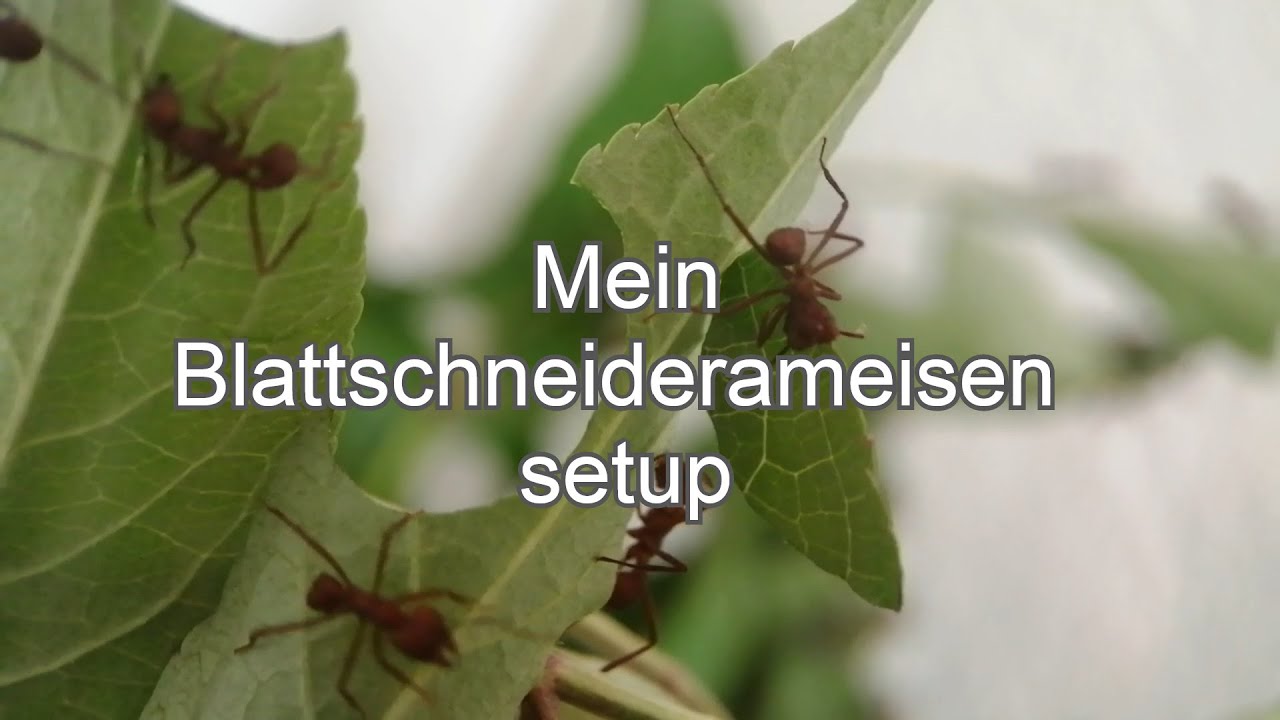 Mein Blattschneiderameisen Setup (Acromyrmex Echinatior)