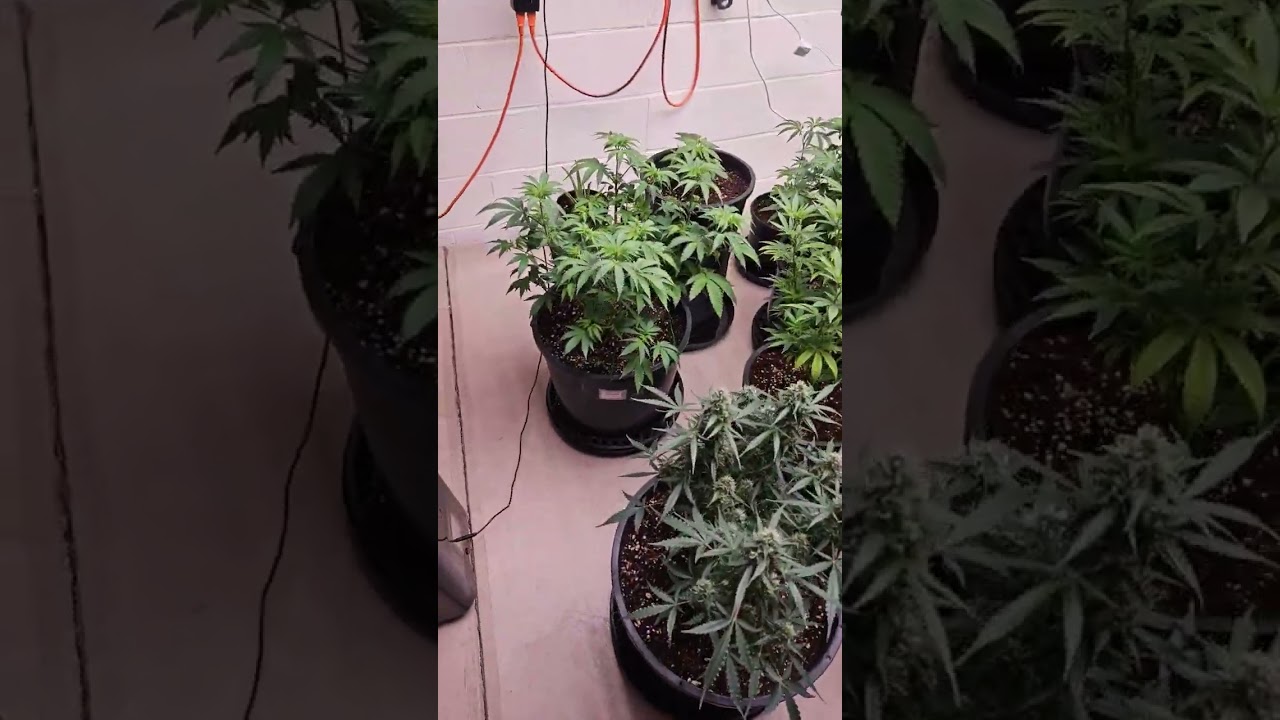 #homegrown #weedhead #greenhouse #hydroponic #weedgram #headieone #purplehaze