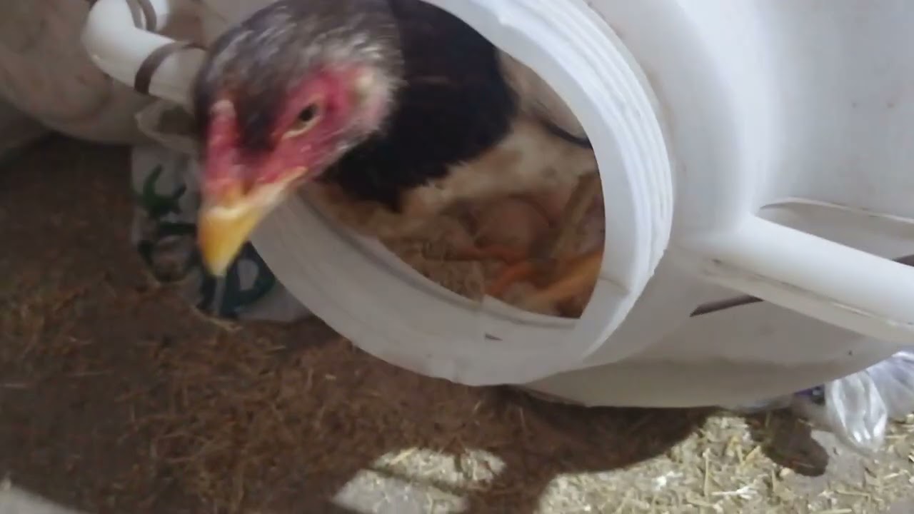 Video nun 10 dk sından sonraki kafesteki kaliteli aseller varsa iyiisi oda bizden birisi 