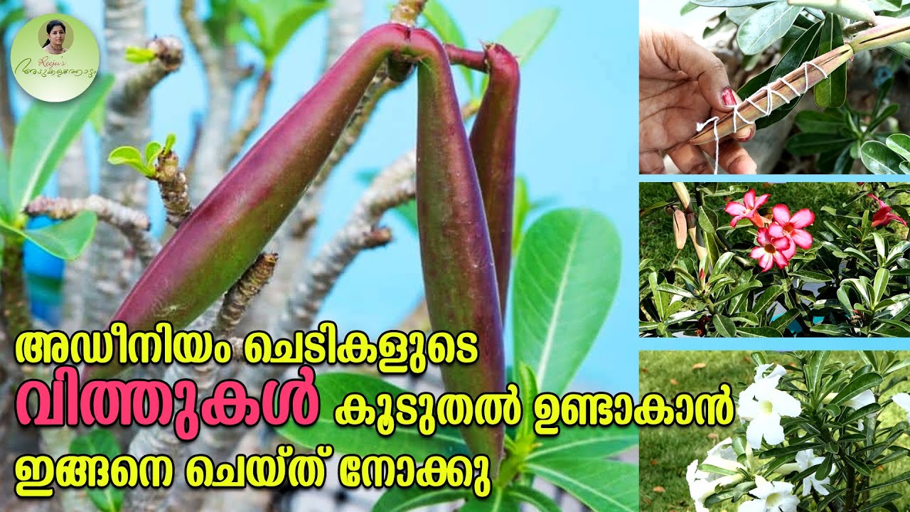 അഡീനിയം ചെടികളുടെ വിത്തുകൾ കൂടുതൽ ഉണ്ടാകാൻ ഇങ്ങനെ ചെയ്‌ത് നോക്കൂ #adenium #adeniumseeds #adeniumcare