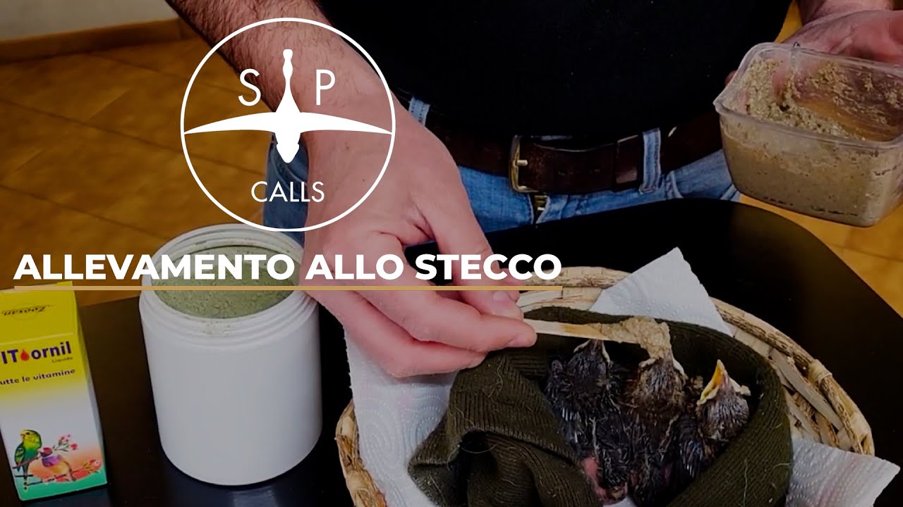 Allevamento allo Stecco dei turdidi #allevamentoallostecco #cacciaalcapanno #cacciaaltordo #caccia