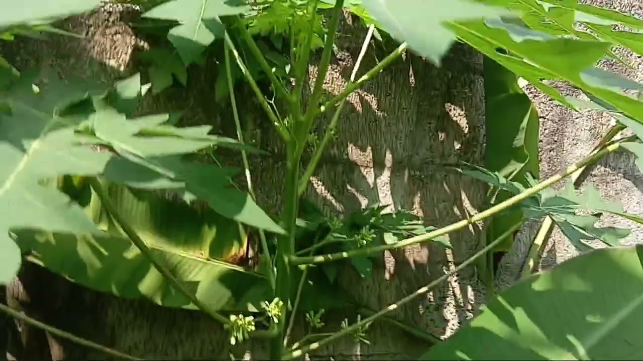 Lemon  plant  and other plant in my farm