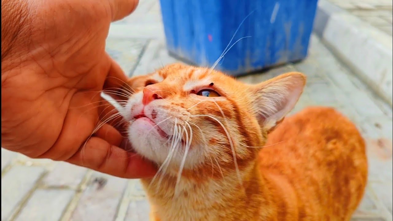Golden tomcat rounding and I gave some bread to starving cat in street#cat#catsoftiktok#kitten 