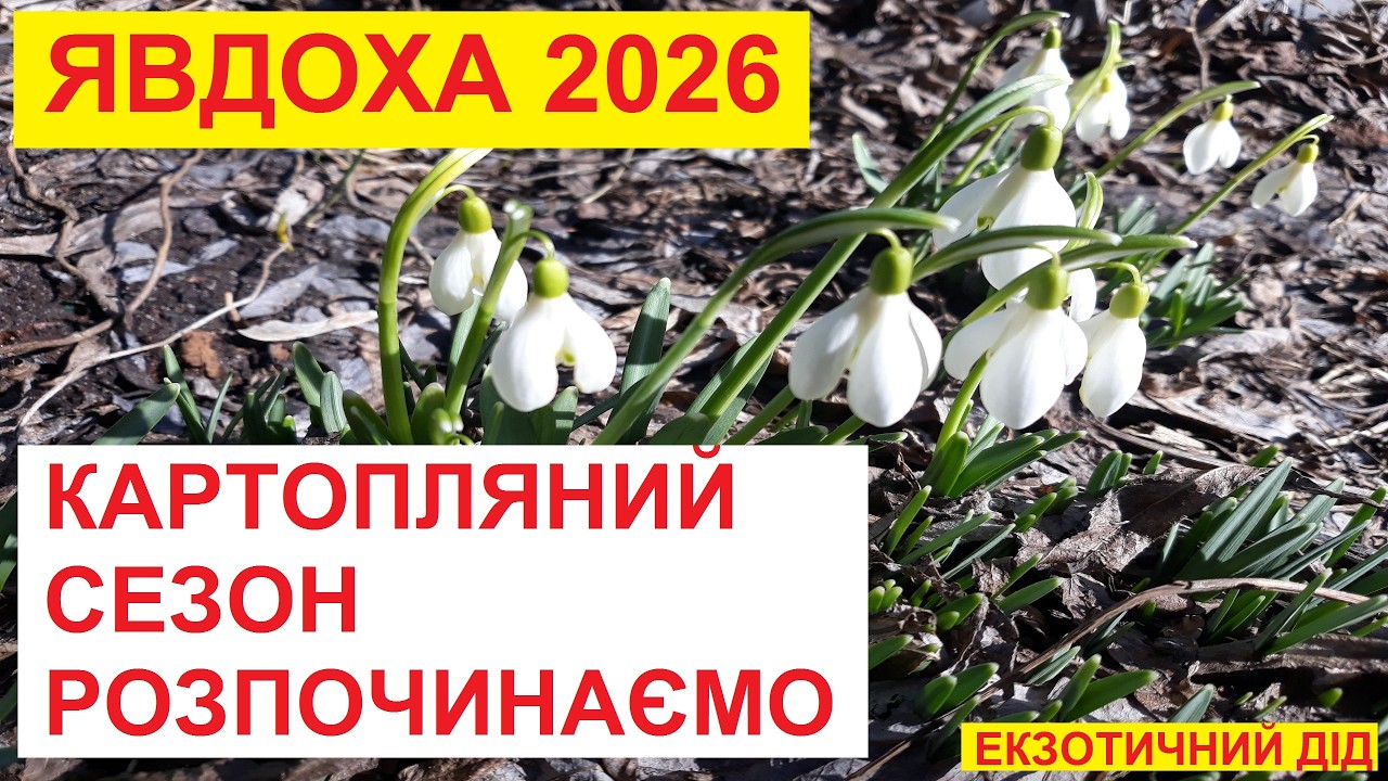 ЯВДОХА. Картопляний Сезон 2026.