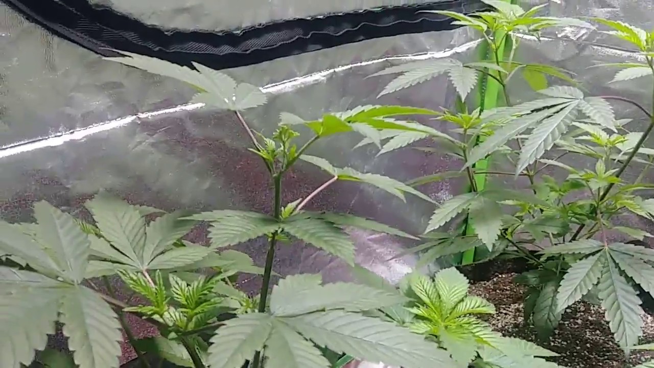 Hilandar day 1 flower dec 14