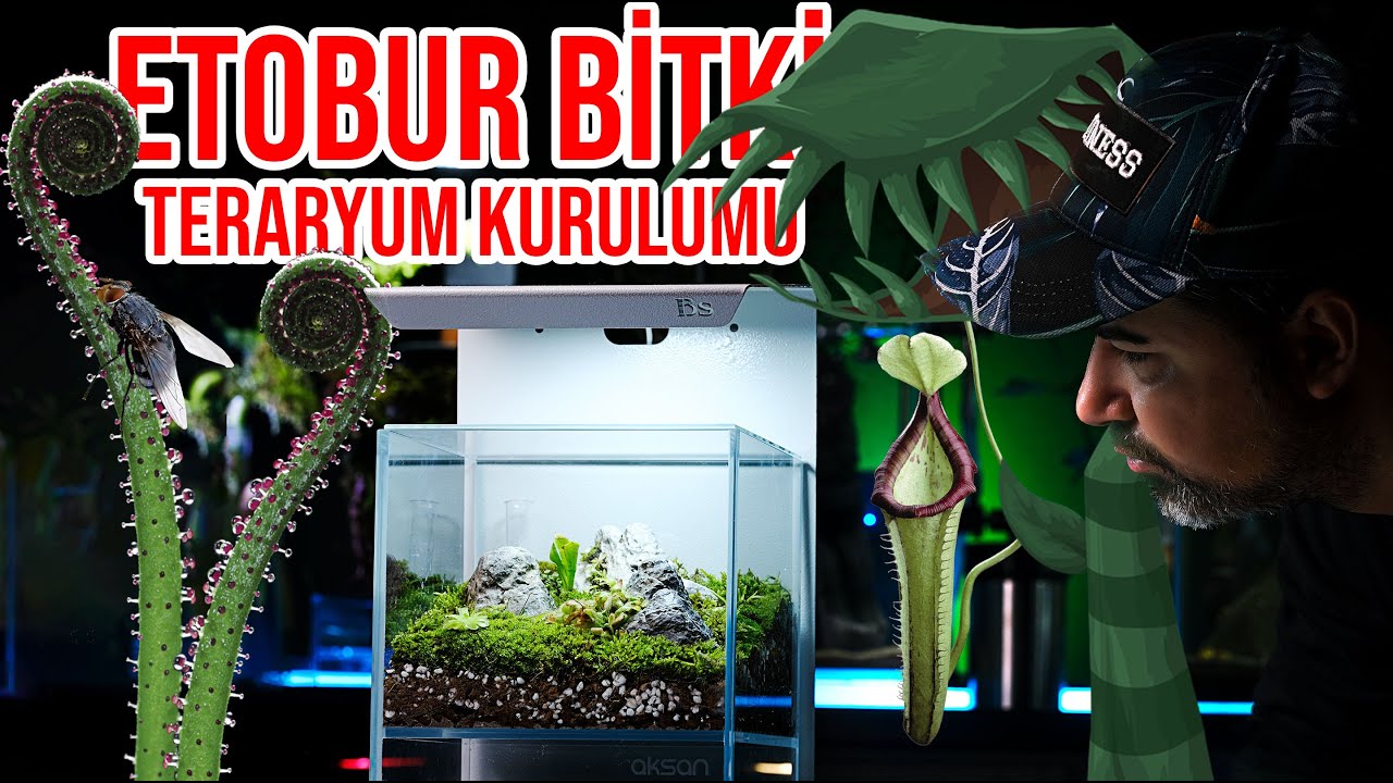 Etobur Bitkiler ile Iwagumi Stili Teraryum Kurulumu
