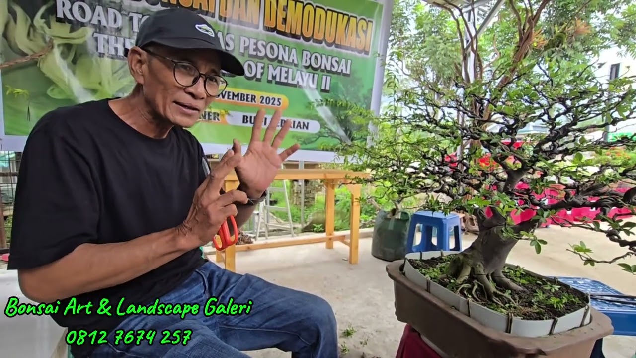 Ilmu Bonsai jeruk Kingkit dari Seniman Bonsai Dabudi 
