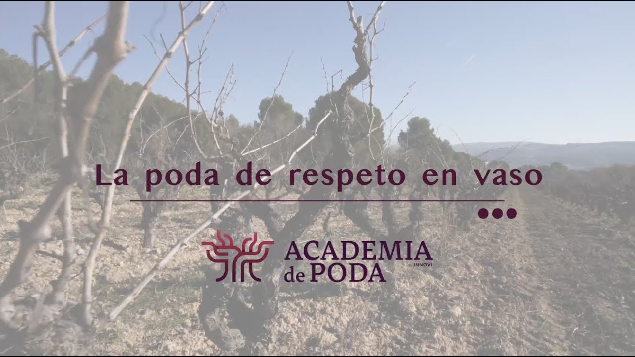 Poda de respeto en vaso 🌱  | Academia de poda by INNOVI