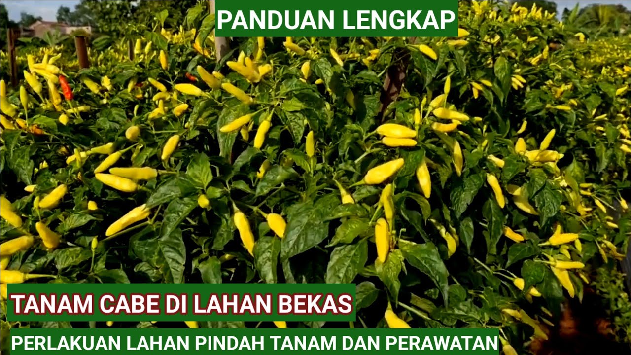 PANDUAN LENGKAP!! MENANAM CABE DI LAHAN BEKAS