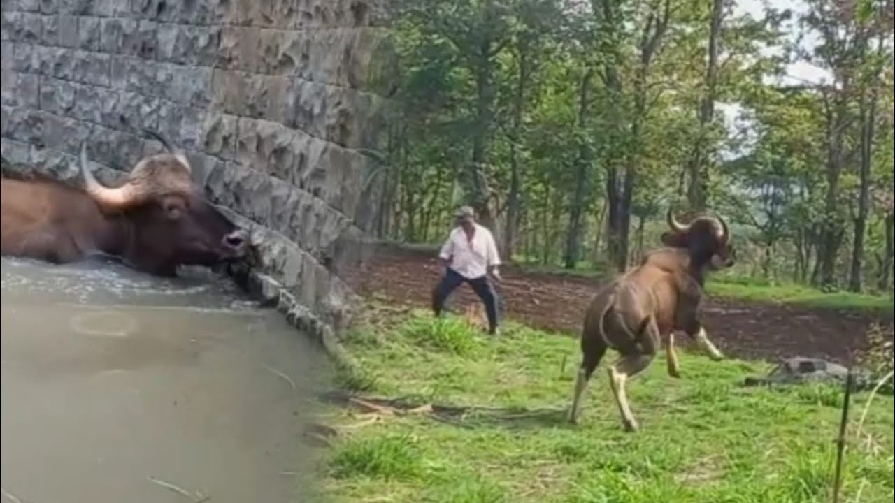 Indian Gaur Rescued From well
