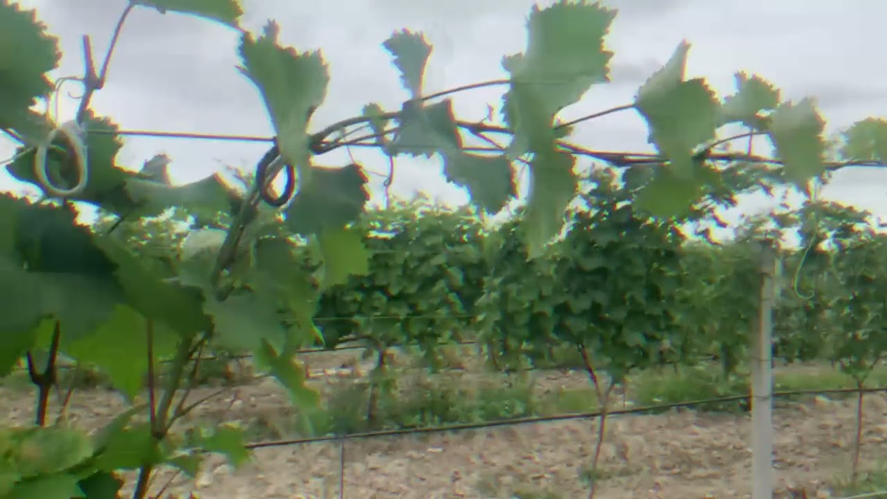Tressage and Shoot Trimming for Mature Vines: Taming Wild Growth Scientifically