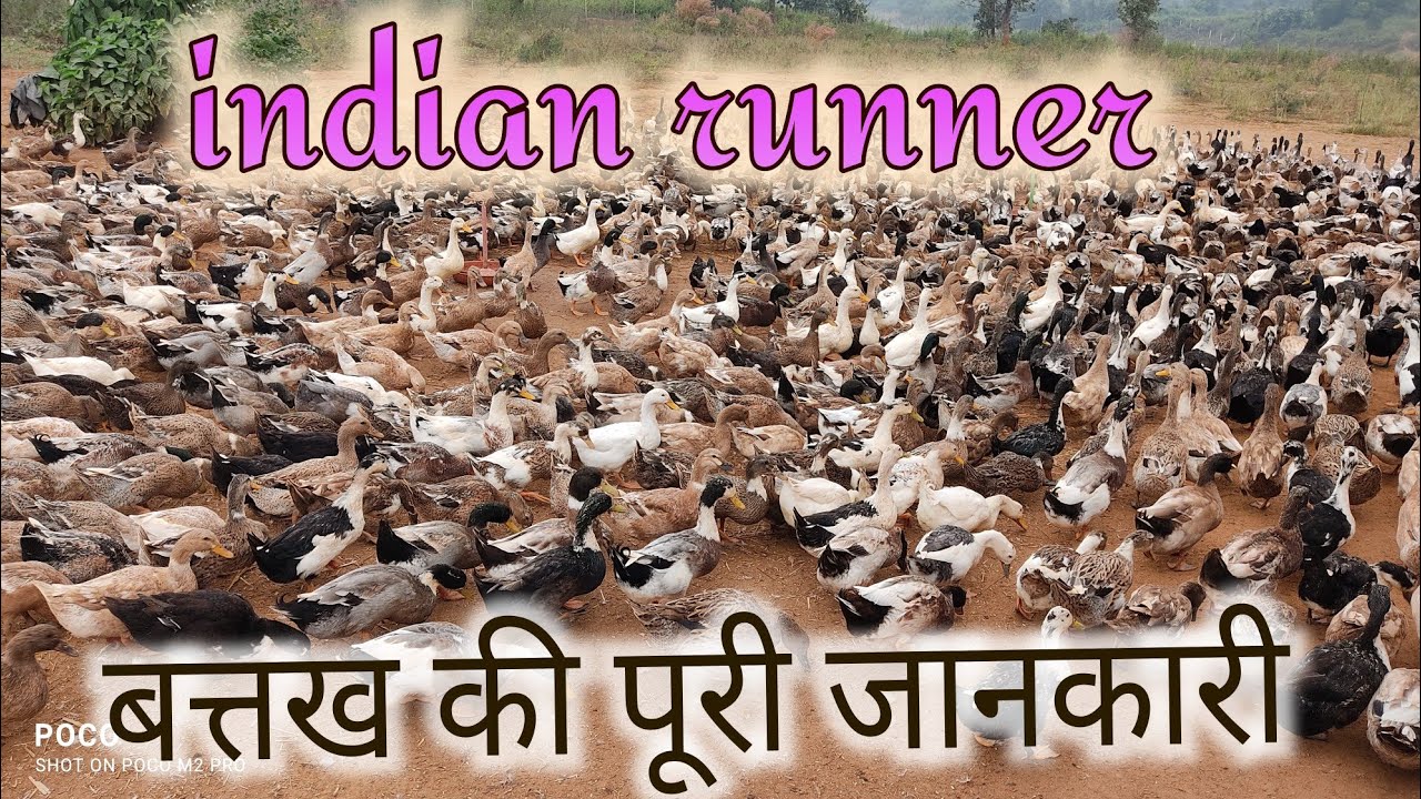 Indian Runner Duck detail video बत्तख पालन!india की अपनी नस्ल indian runner की पूरी जानकारी,🦆🦆🔥🔥🔥