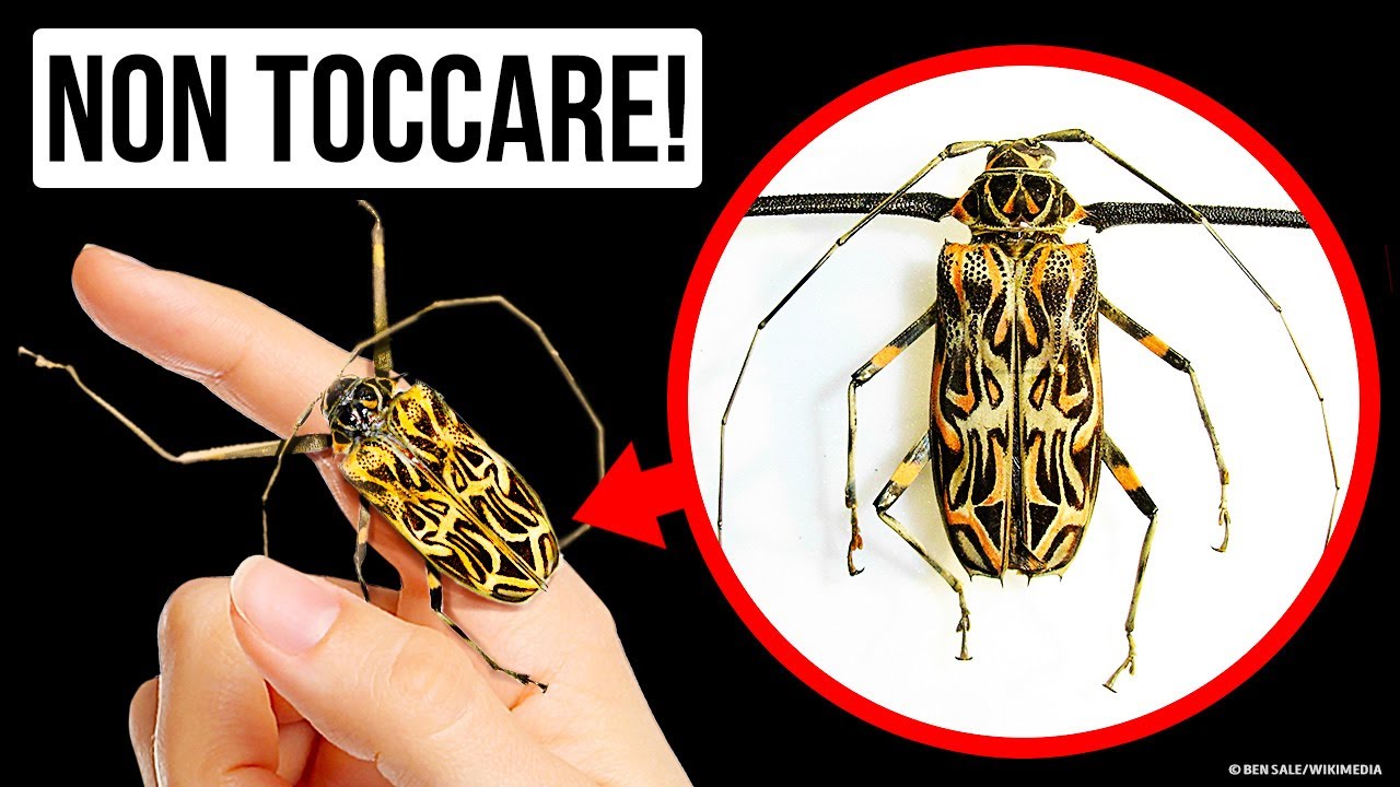 Ecco cosa può succedere se tocchi questo insetto