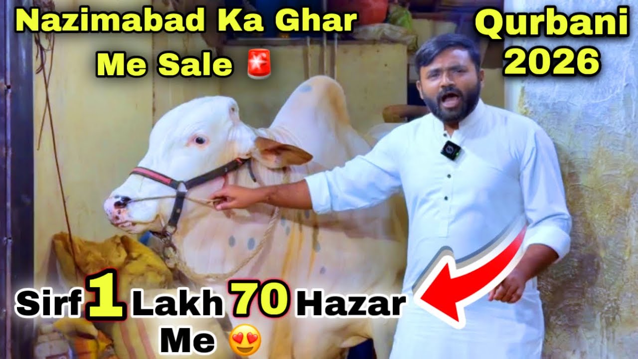 Karachi Ki Sasti Cow Mandi 2026 | Ashir  Bhai Qurbani Ka Sasta Janwer  Le Aya 😍 | Cow Mandi 