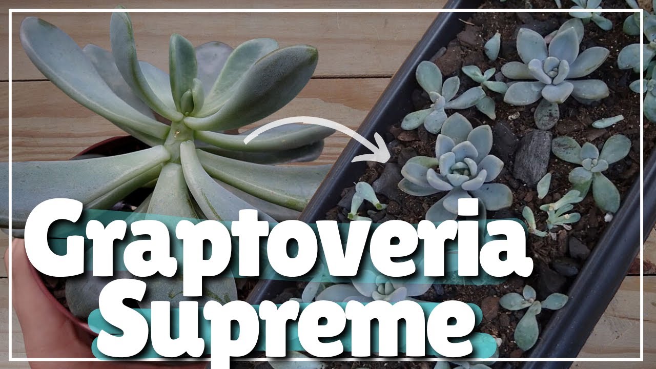 GRAPTOVERIA SUPREME DECAPITADA +dica para multiplicar suculentas mais r&aacute;pido