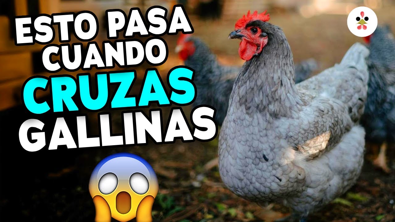 Cómo CAMBIAN las razas de gallinas al CRUZARSE 🧬 (Resultados Increíbles)