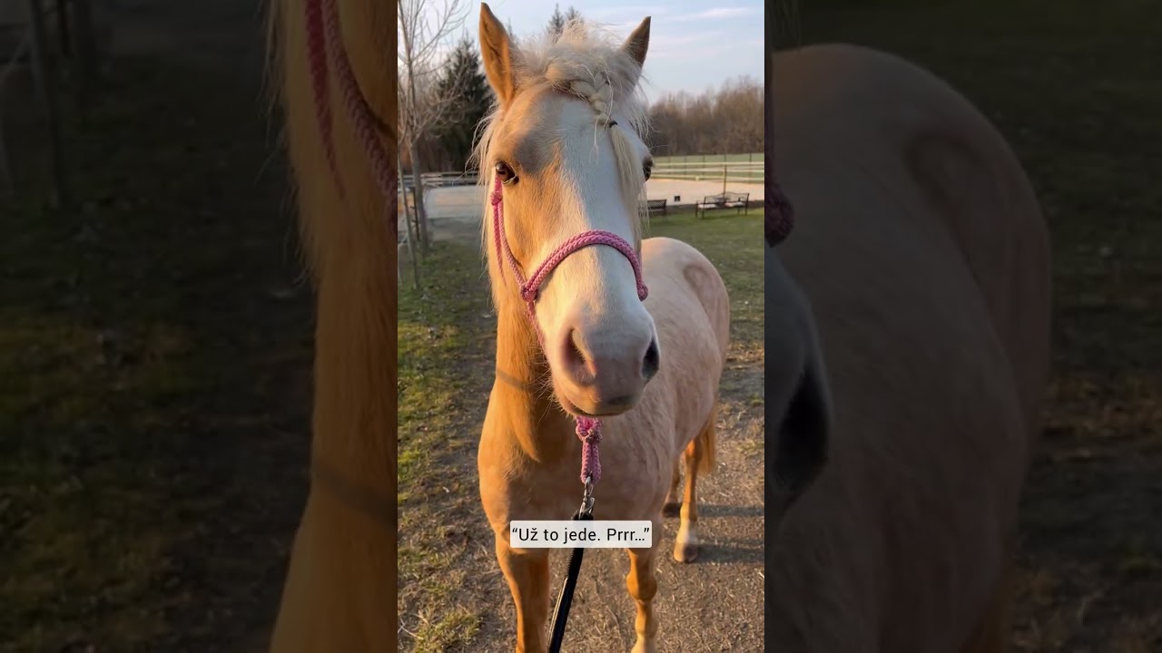 Gučenka – trénink nezávislosti na stádě ❤️