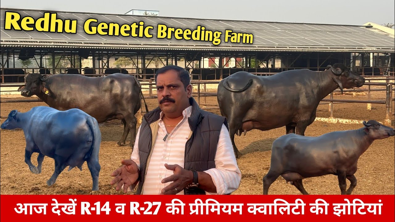 🔴आज देखें R-14 व R-27 की प्रीमियम क्वालिटी की झोटियां।। REDHU GENETIC BREEDING FARM।। 📞9996549802.