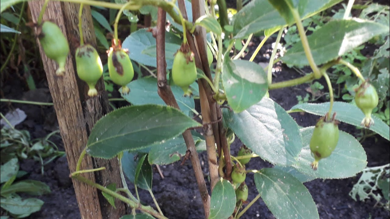 Mini kiwi kwitnie i owocuje, wysadzanie do gruntu, uprawa