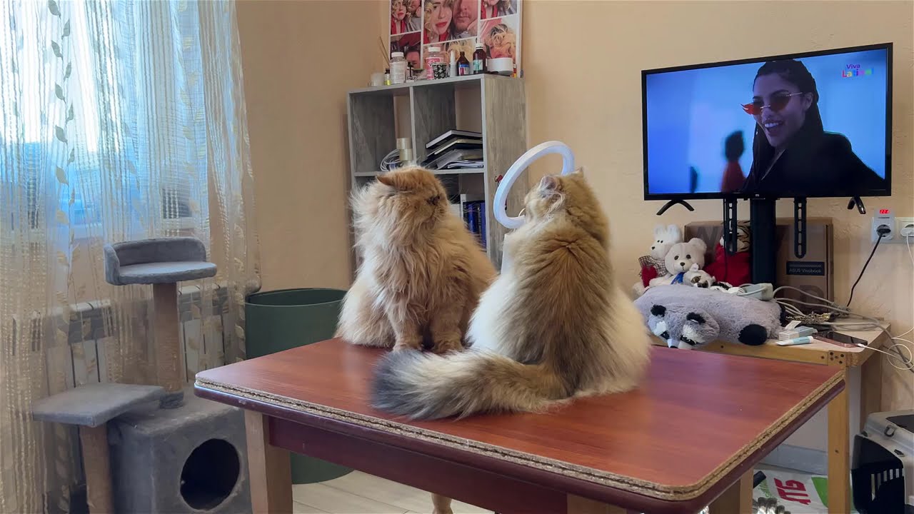 Summer with cats / Verano con gatos