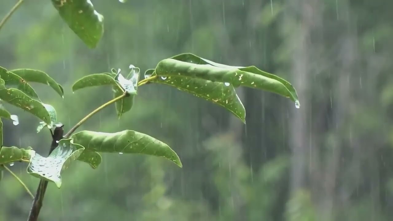 Rain Sounds For Sleeping - Heavy Rain for Sleep, Study and Relaxation, Meditation - Part 7