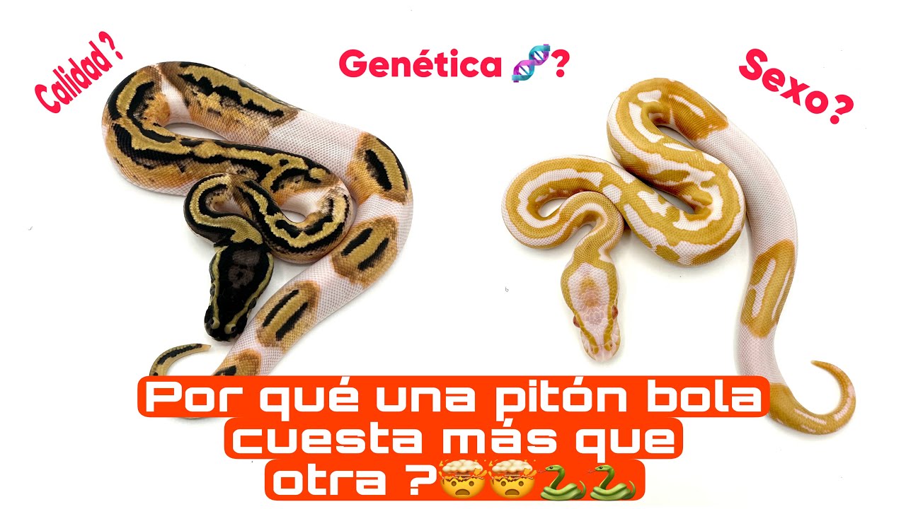 Por que una piton bola son mas caras que otras ?(calidad,genetica o sexo)