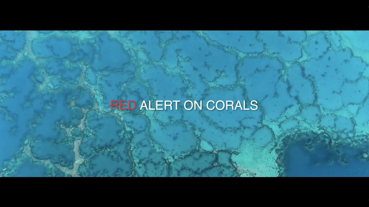 Red Alert on Corals