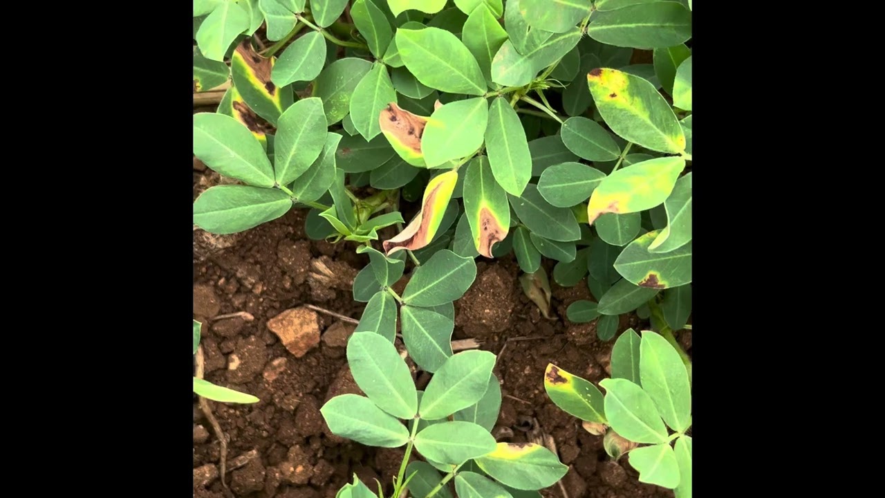 Alternaria Blight in Groundnut/Peanut