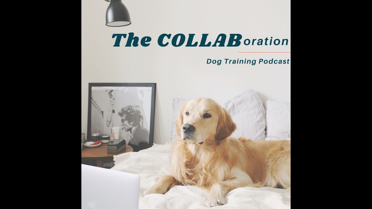 Выбор подходящего щенка для служебной собаки: как избежать роковых ошибок