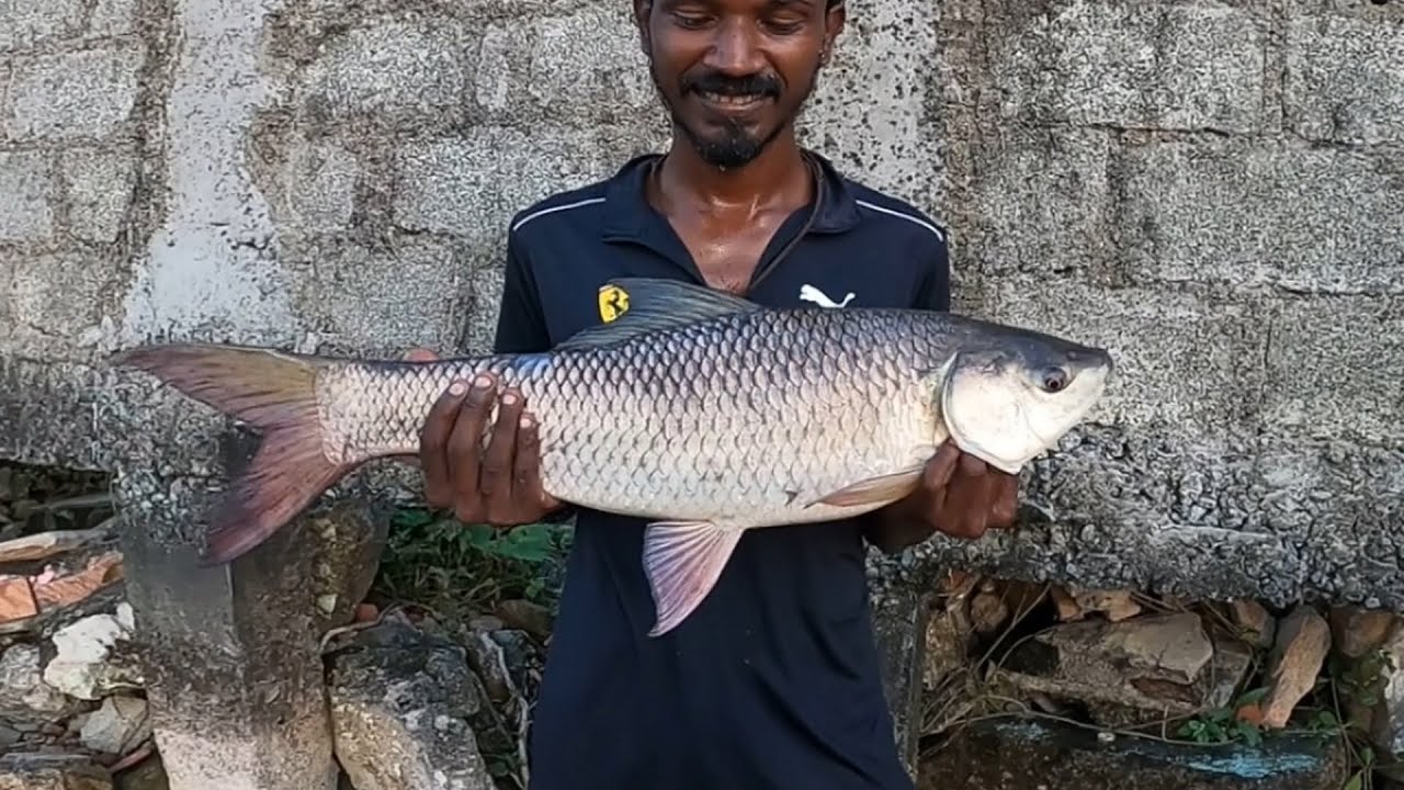 Amazing ROHU Fishing #lakefishing #tamilfishing #chennaifishing #hookfishing