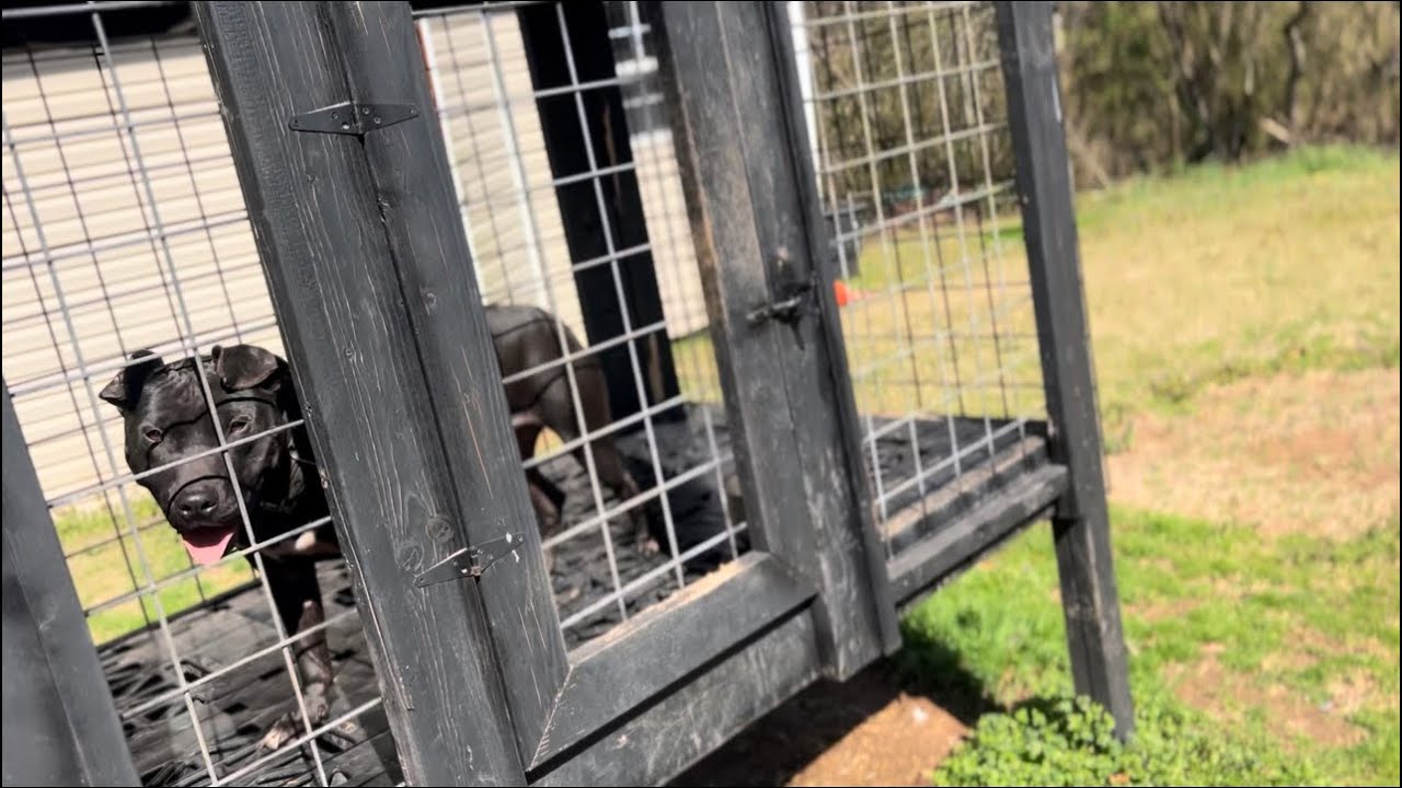 BILLINGSLEY KENNELS - You Gotta Have Love For The Game!