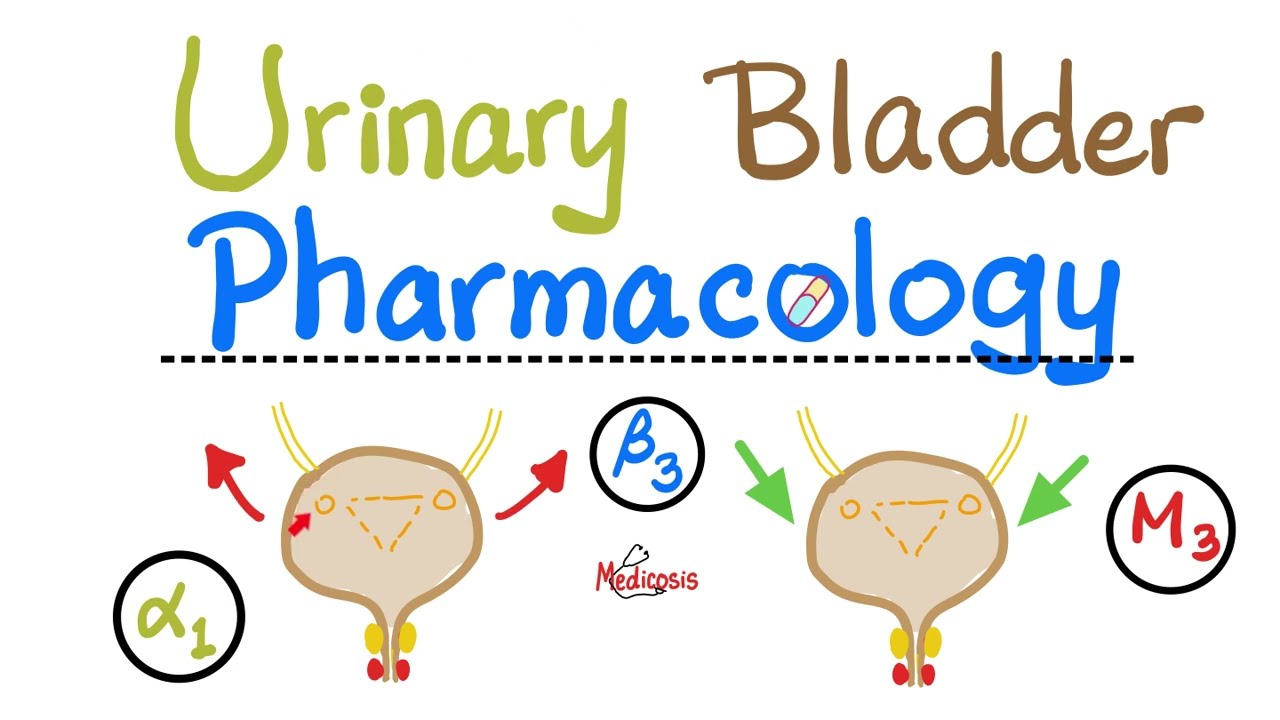 Pharmacology of Urinary Bladder — Detrusor Muscle, Sphincters — Alpha, Beta, Muscarinic, Nicotinic