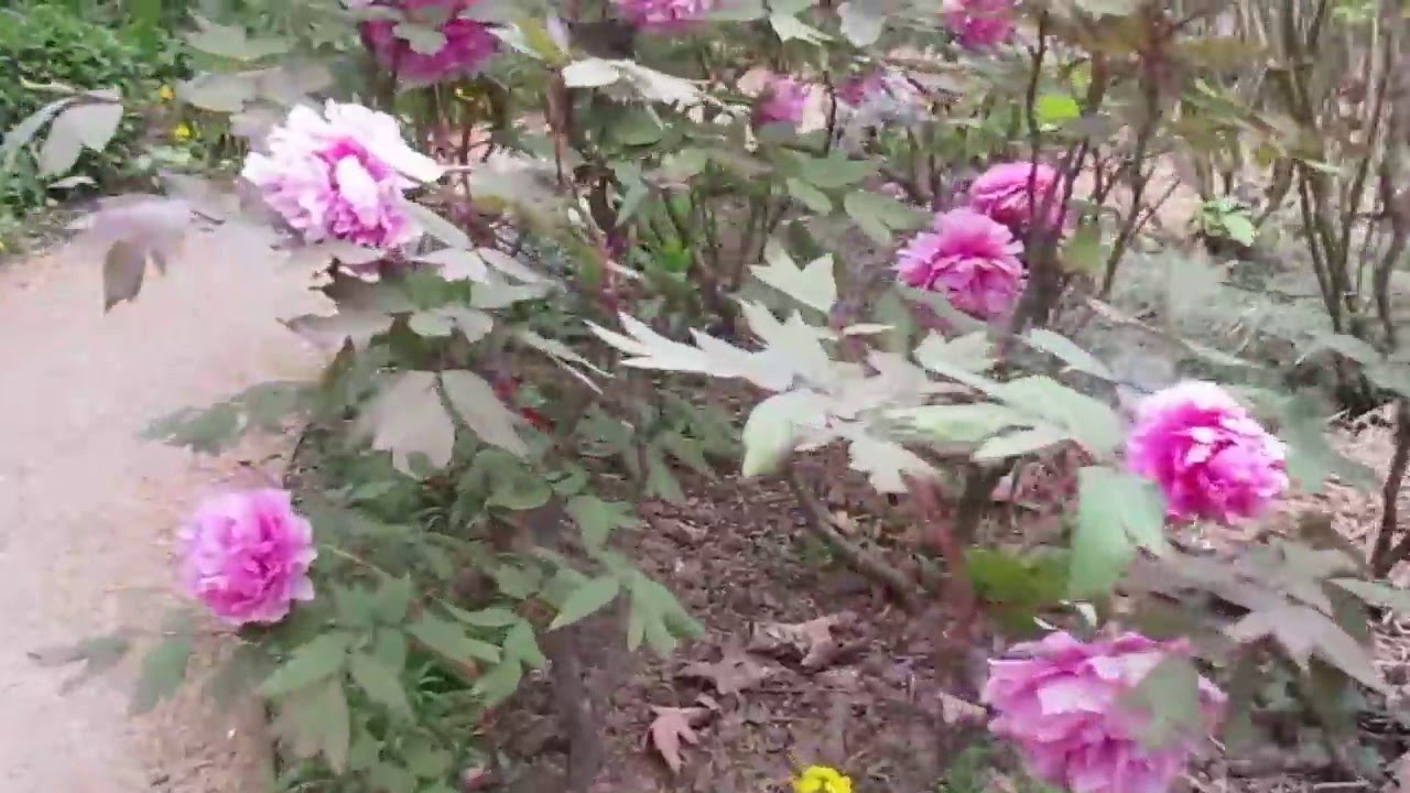 PARIS: A Walk though Spring Flowers at the Parc de Bercy