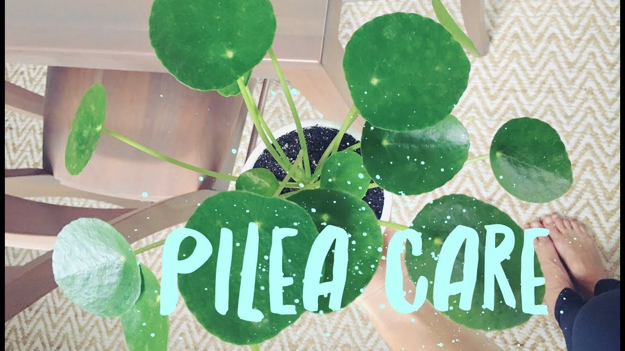 pilea peperomioides care