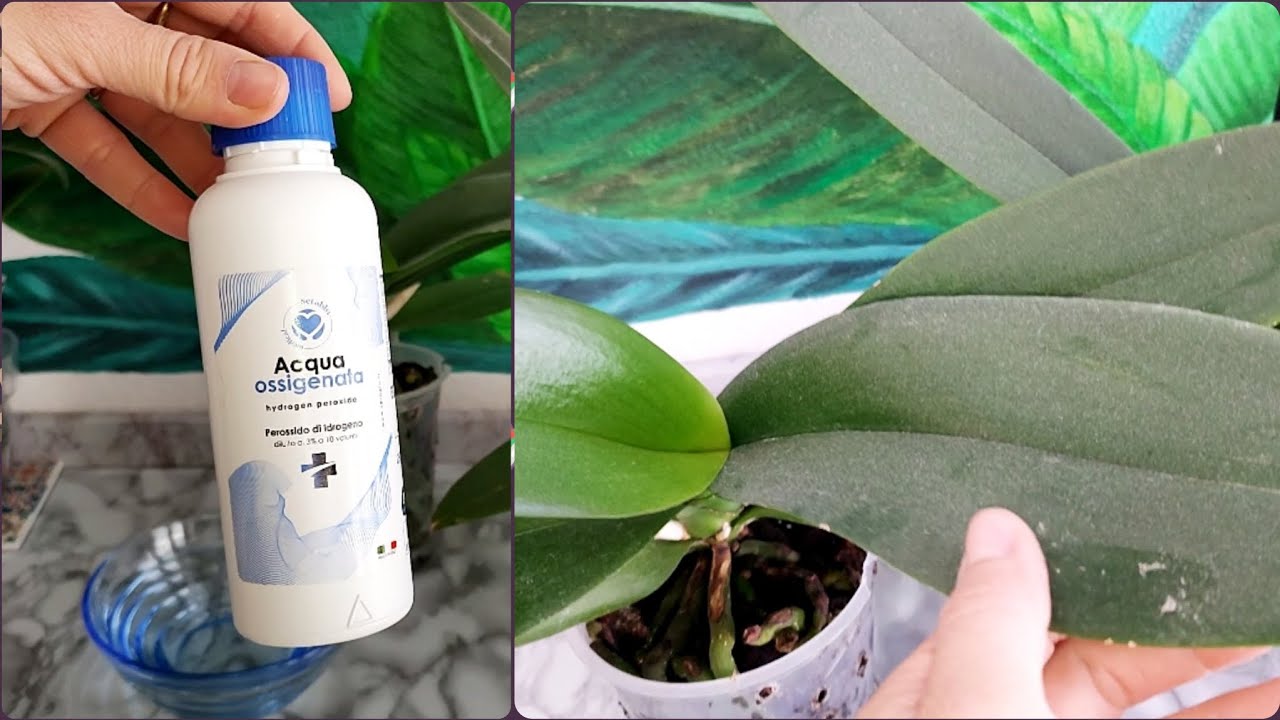 Pulire le foglie della Orchidea con Acqua Ossigenata.(tutorial semplice per tutti)