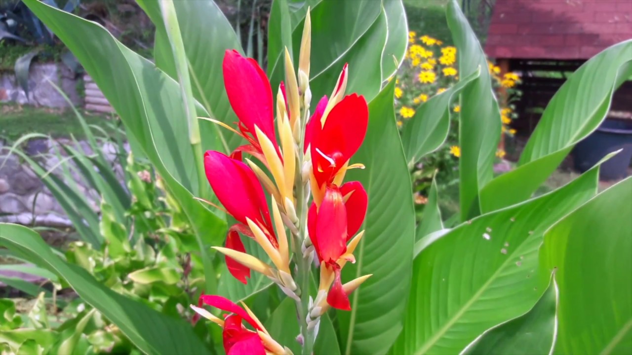 Come propagare e coltivare la canna indica?