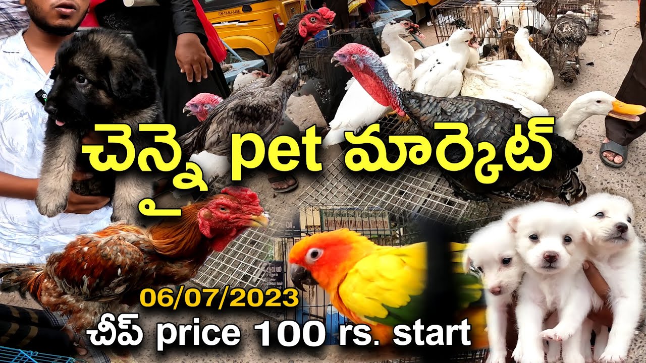 Chennai Sunday pet market || Broadway Pet market || చెన్నై లోని సండే పేట్ మార్కెట్ july 16 Updated.