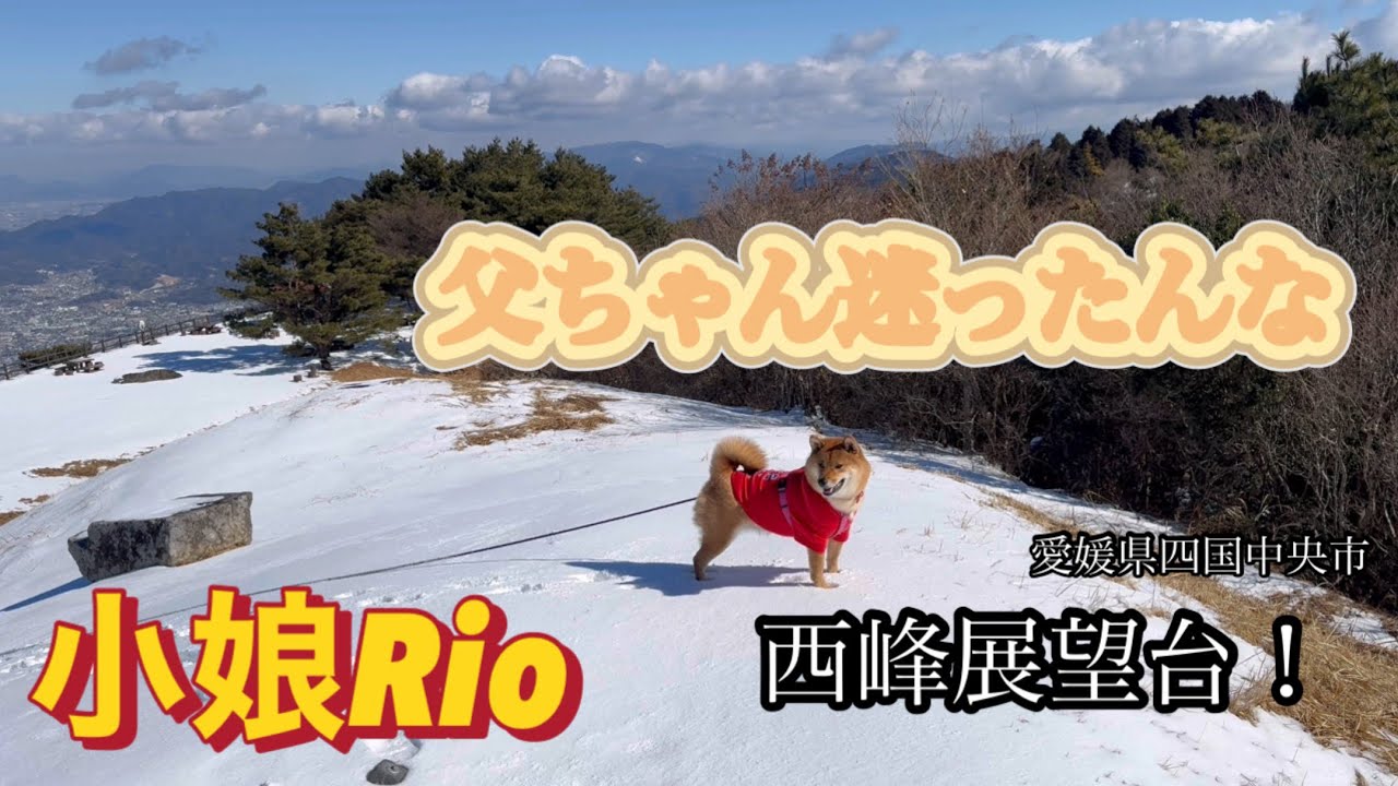 【小娘Rio】西峰展望台に迷いながらRioとお出かけ#ナビ見ながらいきましょう！#四国中央市の山#迷った#小娘Rio26.2.16#柴犬 #犬のいる暮らし 