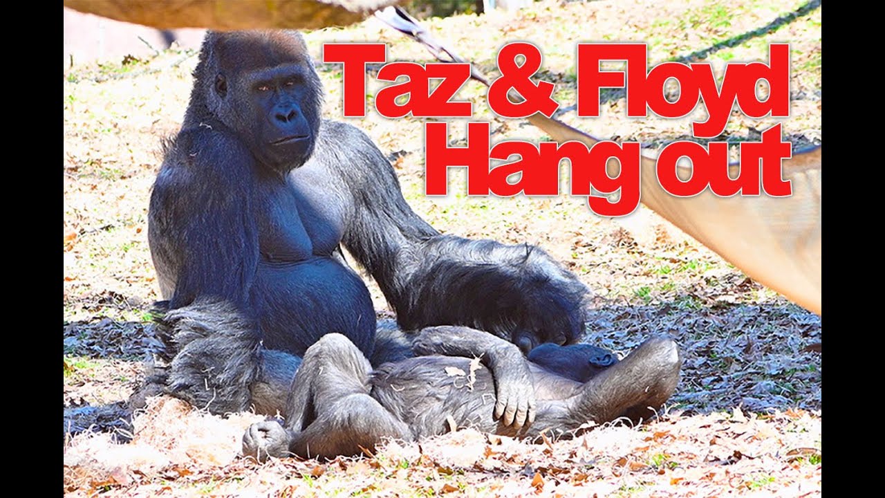 Father and son enjoy some quality time at Zoo Atlanta