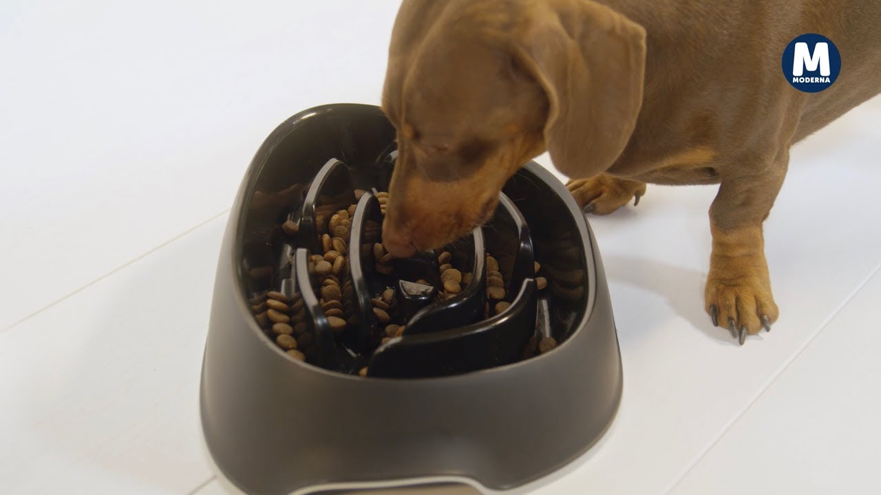 Slomo For Dogs