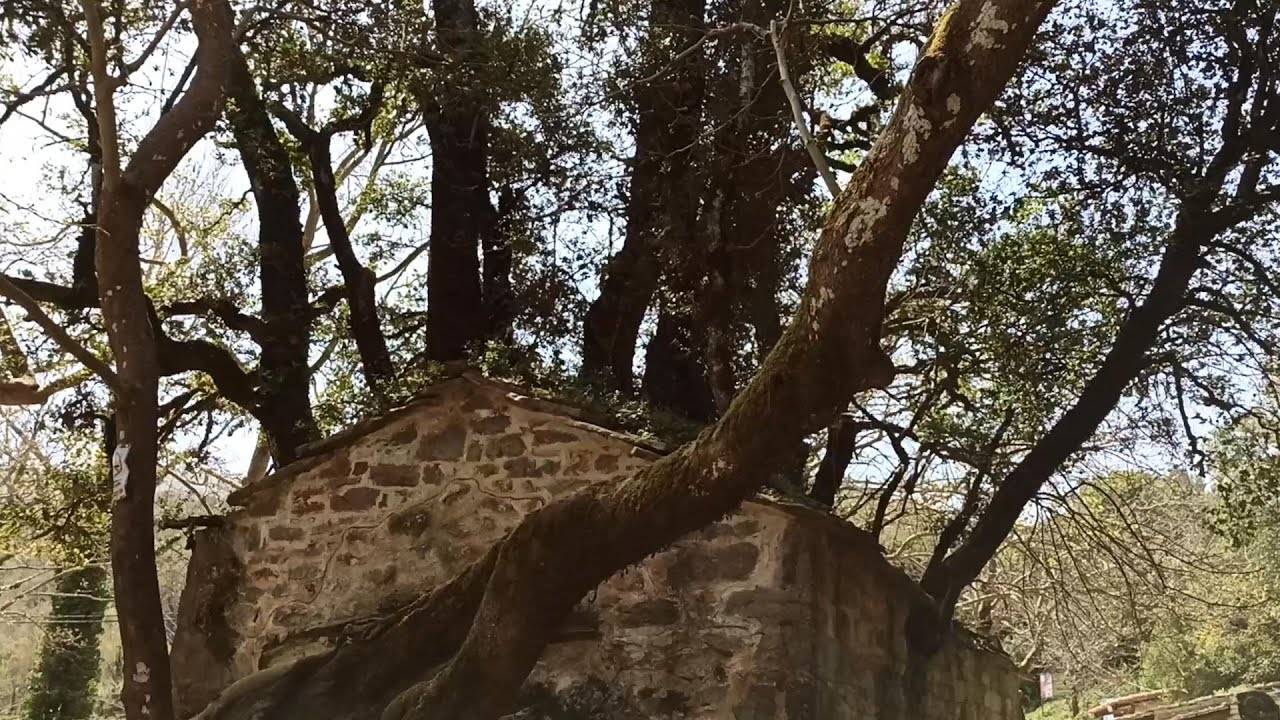 Αγία Θεοδώρα 31 03 2024