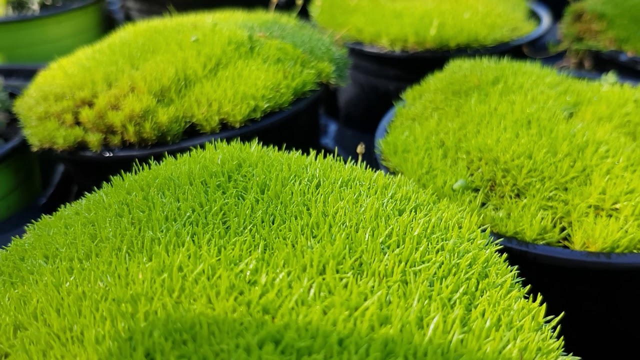 Sagina subulata 'Aurea'