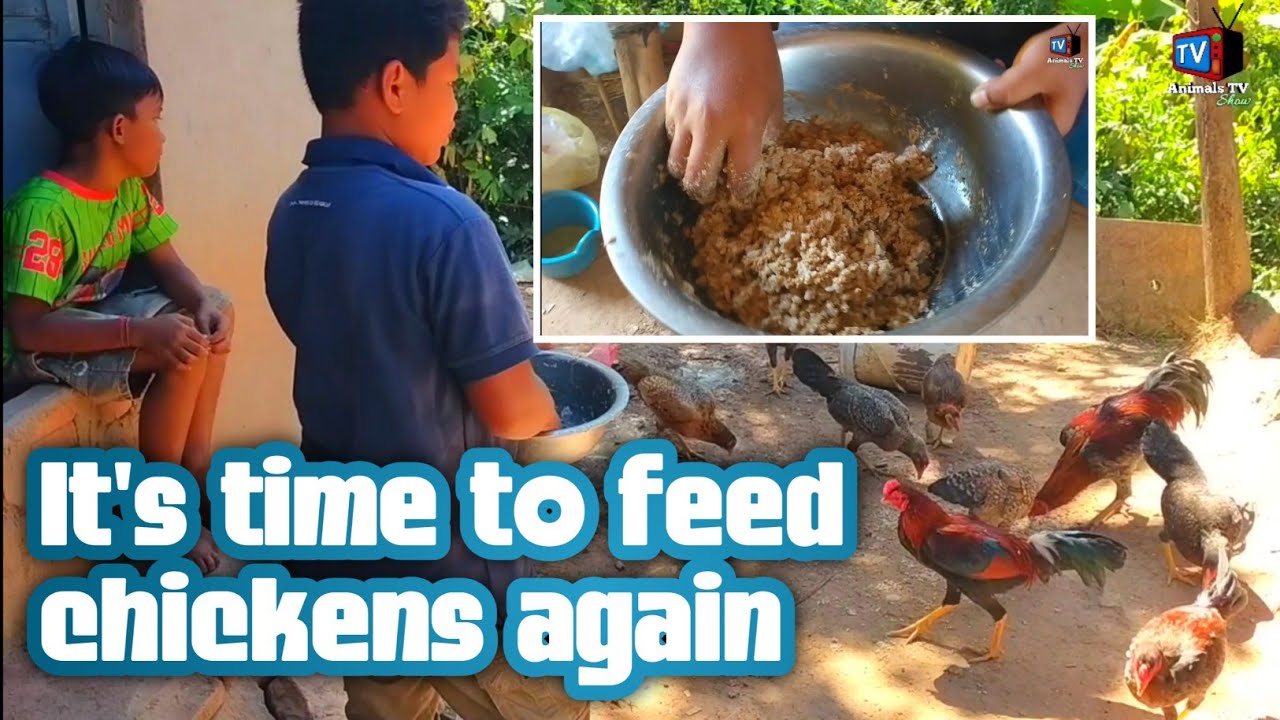 It's time to feed the chickens again #animalsshow #feedchickens #animalsTV