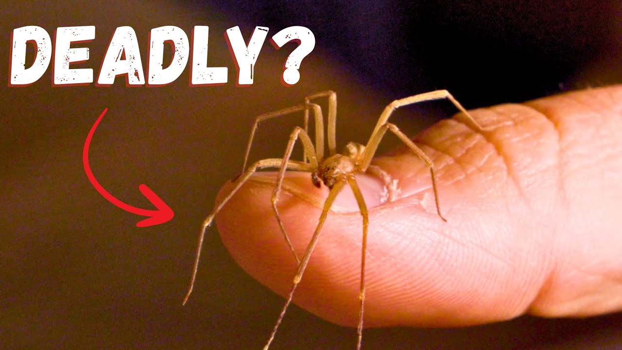 How Dangerous is the Brown Recluse?