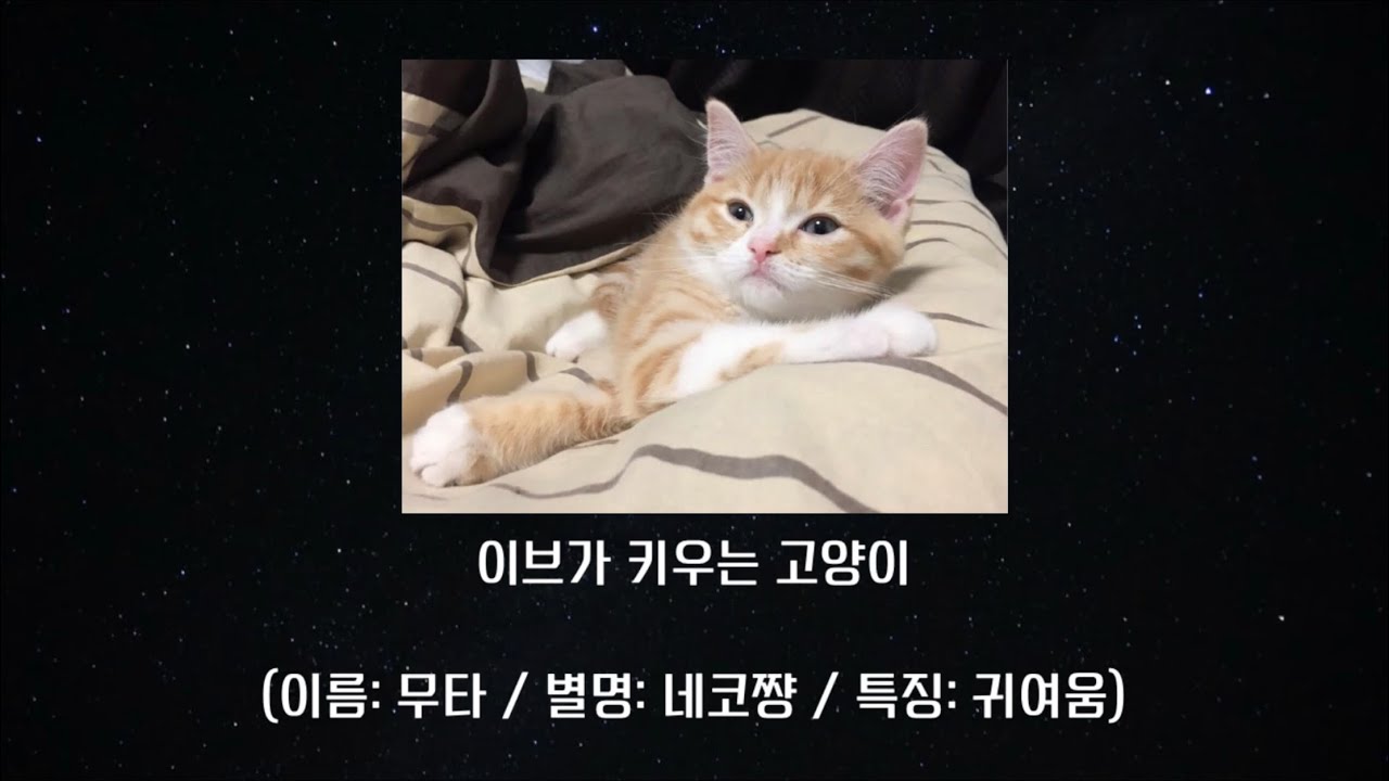 [Eve] 이브킁’s 집사 모먼트 {#Eve放送}