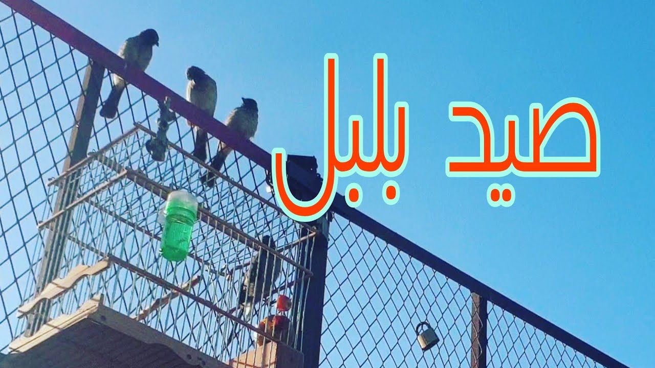 صيد بلبل المغربي