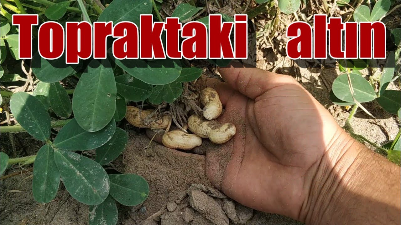 39 TOPRAKTAKİ ALTIN YERFISTIĞI YETİŞTİRİCİLİĞİ MERSİN TARSUS BAHARLI RENÇBER TV BOL MAHSULER DİLER