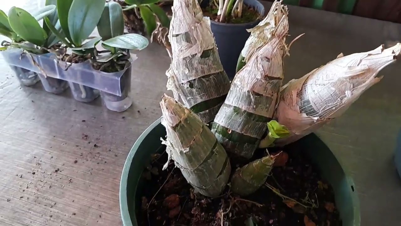 Plantas que comprei na #exposição de #orquideas aqui na minha cidade. 