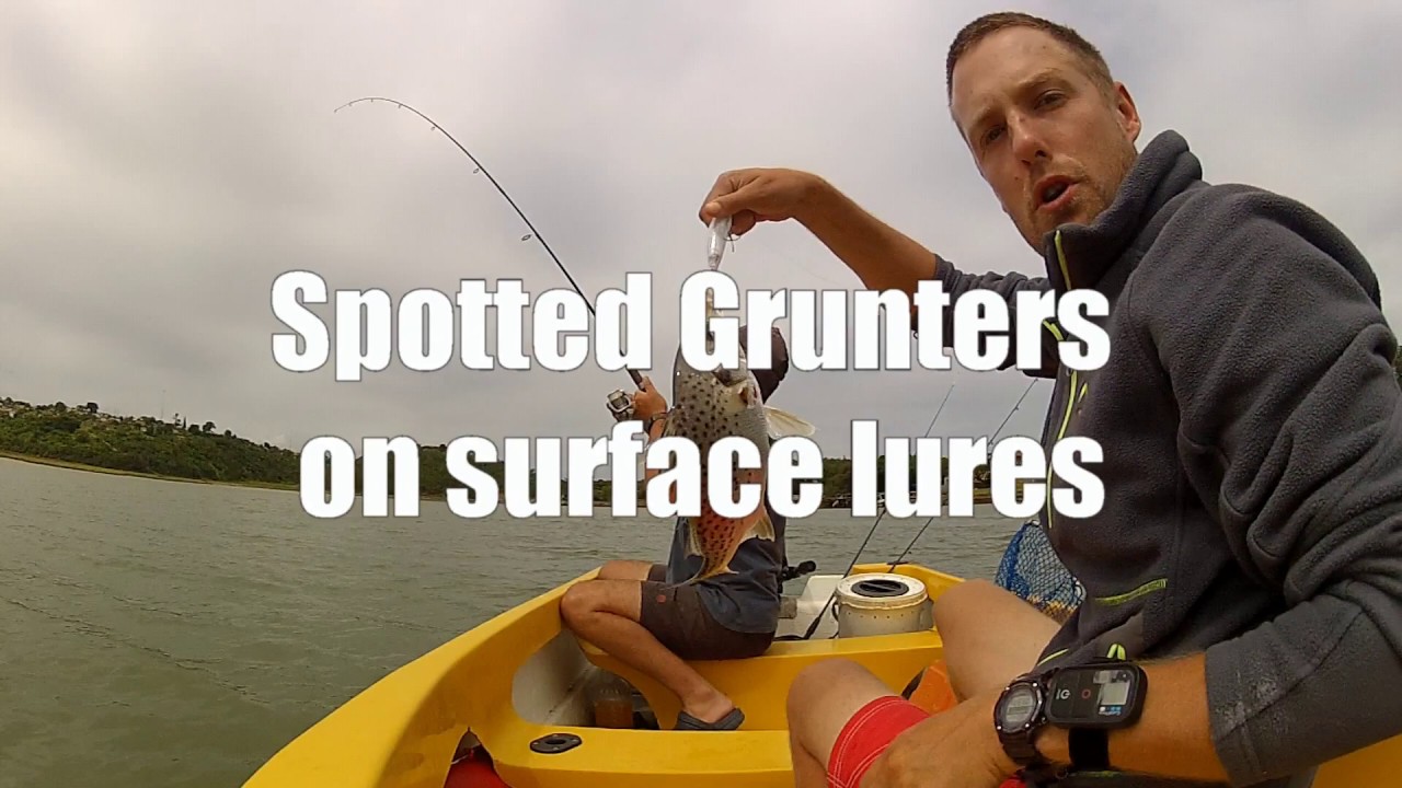 Spotted Grunter on surface lures - MADNESS!
